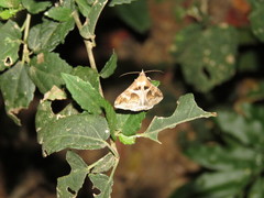 Melipotis cellaris