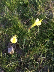 Narcissus bulbocodium graellsii