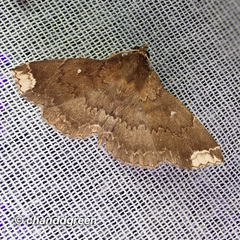 Adrapsa quadrilinealis