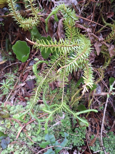 hanging clubmoss (Phlegmariurus varius)