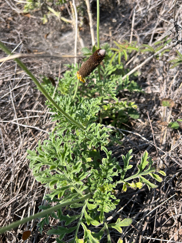 Ratibida peduncularis var. peduncularis
