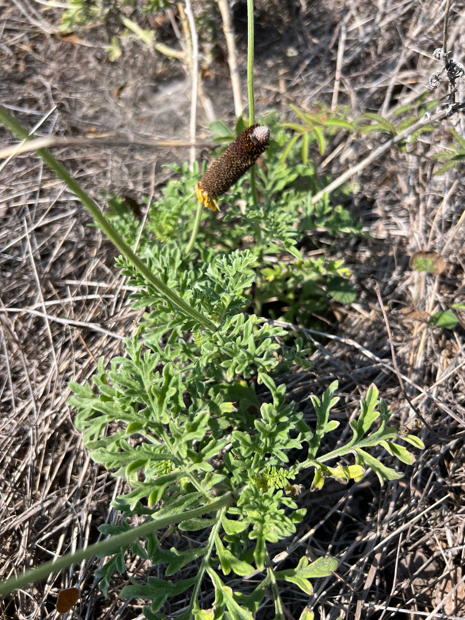 Ratibida peduncularis var. peduncularis