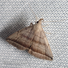 Lysimelia neleusalis