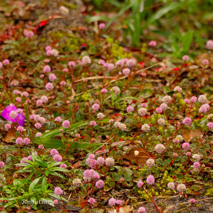 Persicaria capitata