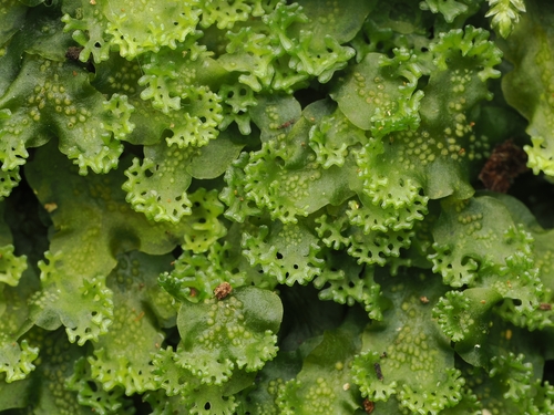 Endive Pellia (Apopellia endiviifolia)