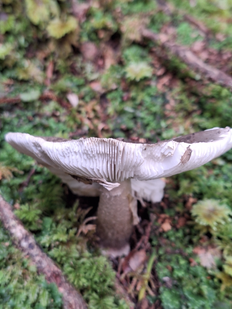 Amanita nothofagi · April 2026 · photo: © heidimeudt (iNaturalist, cc-by)