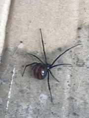Latrodectus mactans