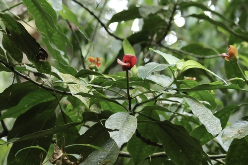 Hot Lips (Palicourea elata)