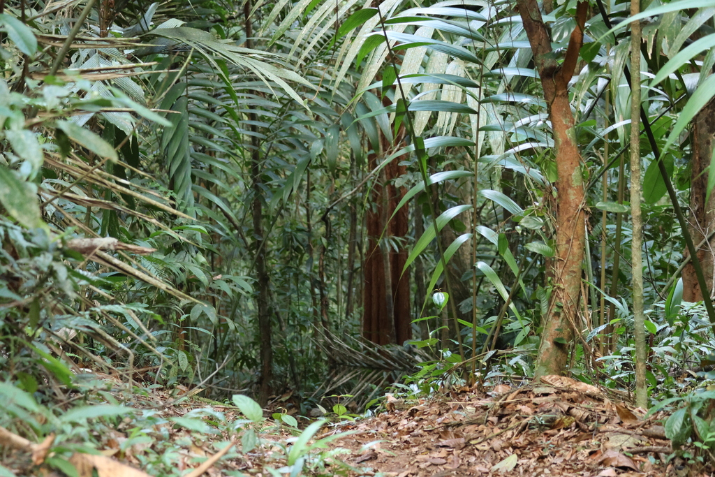 Welfia regia; photograph (c) er-birds, some rights reserved (CC BY)