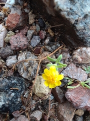 Eriophyllum ambiguum