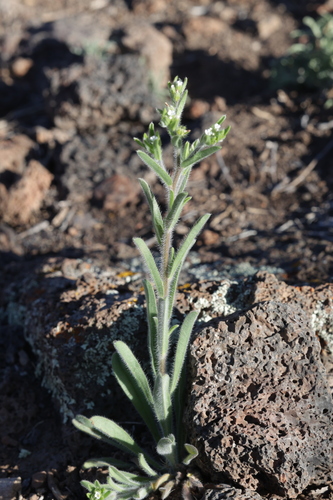 Flatspine Stickseed (Lappula occidentalis)