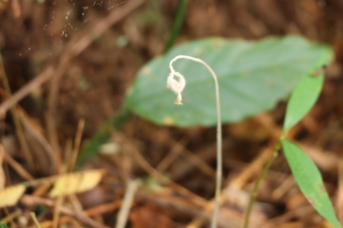 Voyria tenella (Voyria tenella)