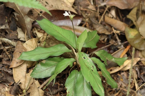 Goeppertia micans (Goeppertia micans)