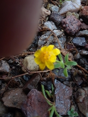 Eriophyllum ambiguum