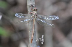 Phanogomphus minutus