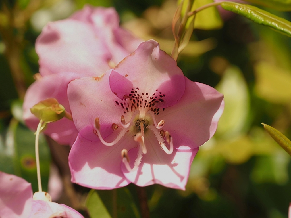 Rhododendron ovatum; photograph (c) angryphyco, some rights reserved (CC BY)
