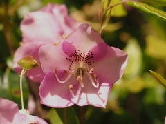 Rhododendron ovatum