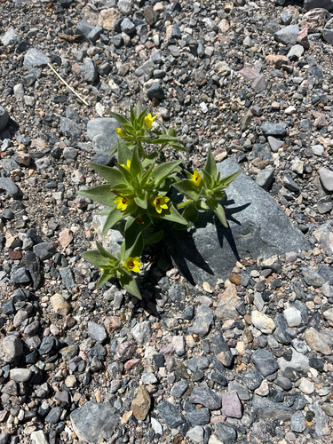 golden desert-snapdragon (Mohavea breviflora)