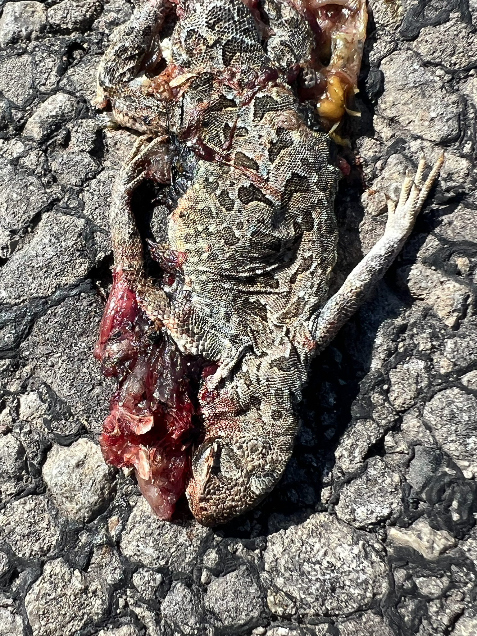 Southern Earless Lizard photo 5
