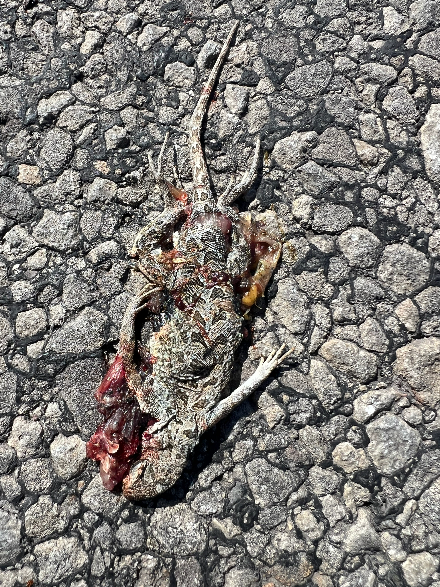Southern Earless Lizard photo 4