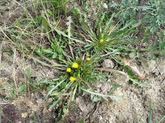 Taraxacum bessarabicum