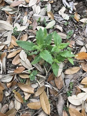 Mentzelia oligosperma