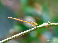 Ceriagrion coromandelianum