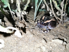 Phrynomantis bifasciatus