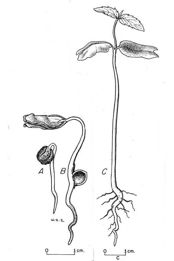 sugar hackberry (Vascular Plants of Wild Basin) · iNaturalist