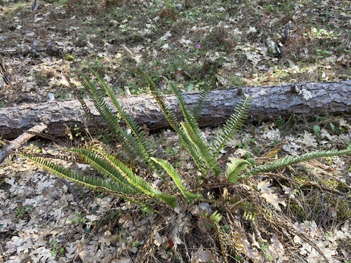 Narrowleaf sword fern (Polystichum imbricans)