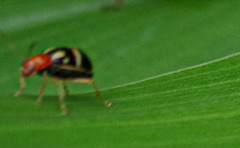 Gynandrobrotica