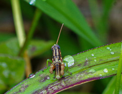 Syntomacris guttulosa