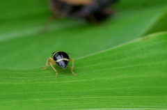 Gynandrobrotica