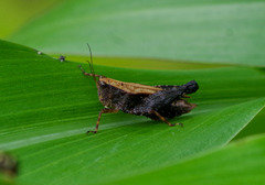 Batrachidea