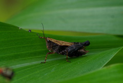 Batrachidea