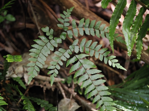 New Zealand Maidenhair Fern (Adiantum fulvum)