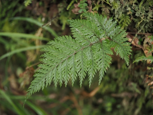 hairy fern (Lastreopsis hispida)