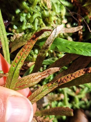 Common strap fern (Notogrammitis billardierei)