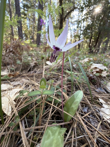 henderson's fawn lily (Erythronium hendersonii)