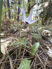 Erythronium hendersonii
