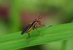 Thecomyia
