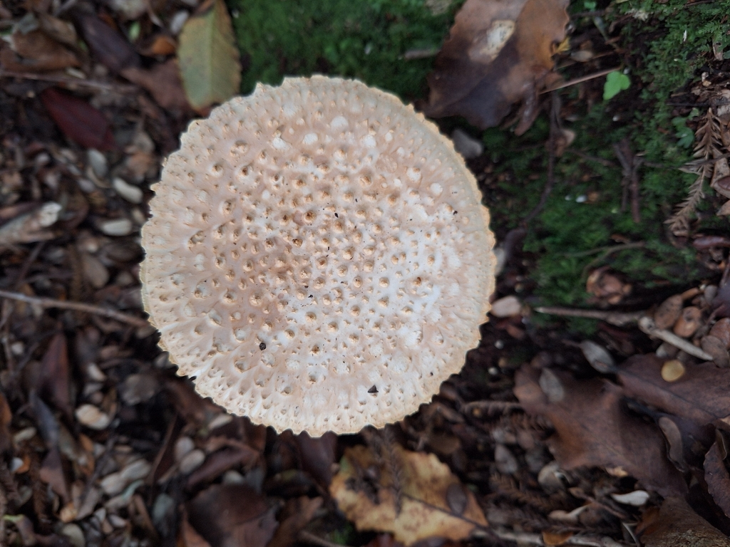 Amanita pareparina · April 2026 · photo: © heidimeudt (iNaturalist, cc-by)