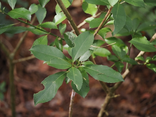 large-leaved māhoe (Melicytus macrophyllus)