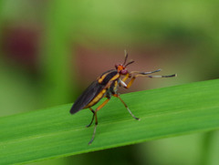 Thecomyia