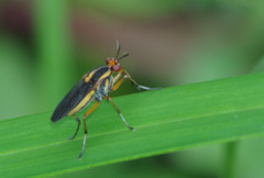Thecomyia