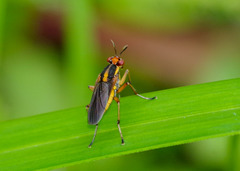 Thecomyia