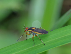 Thecomyia