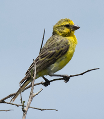 Crithagra dorsostriata