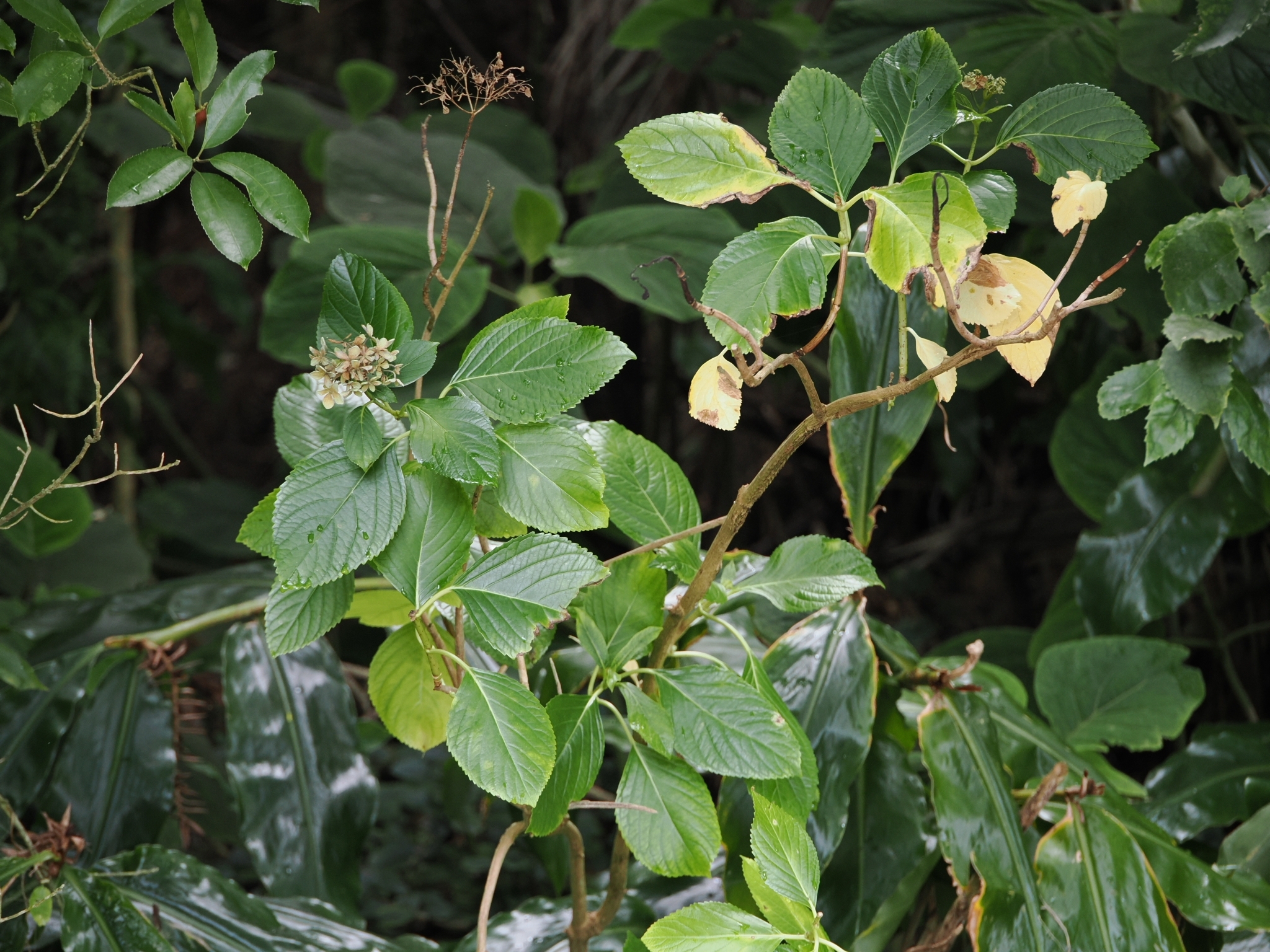 Mophead Hydrangea (Hydrangea macrophylla)