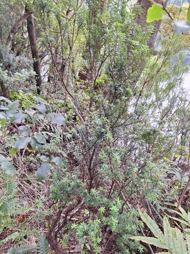 Archeria traversii, photograph 3